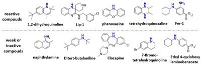 Reactions of the Lipid Hydroperoxides With Aminic Antioxidants: The Influence of Stereoelectronic and Resonance Effects on Hydrogen Atom Transfer